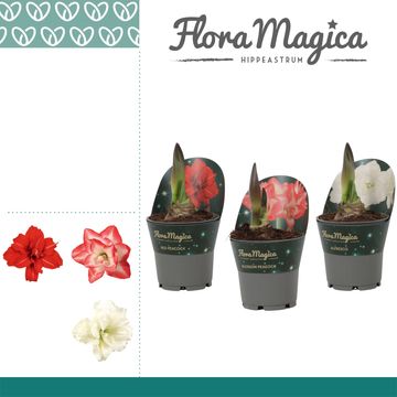 Hippeastrum MIX