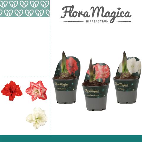 Hippeastrum MIX