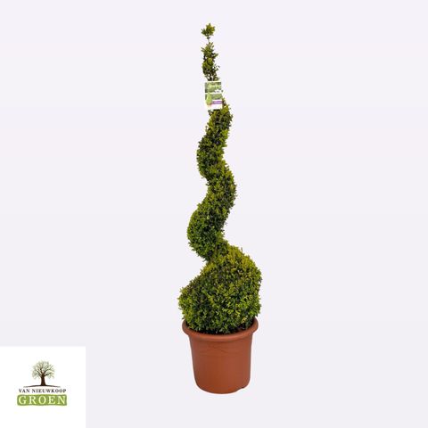 Buxus sempervirens