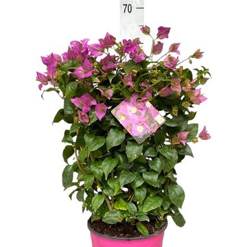 Bougainvillea glabra 'Sanderiana'