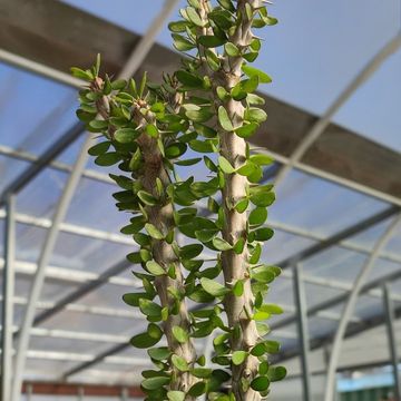 Alluaudia procera