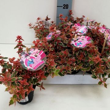 Abelia x grandiflora PINK LADY