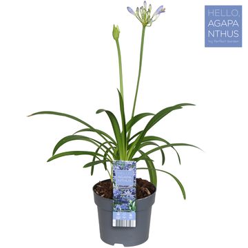 Agapanthus 'Charlotte'