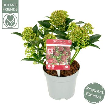 Skimmia japonica 'Marlot'