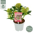 Skimmia japonica 'Marlot'