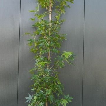 Liquidambar styraciflua 'Slender Silhouette'