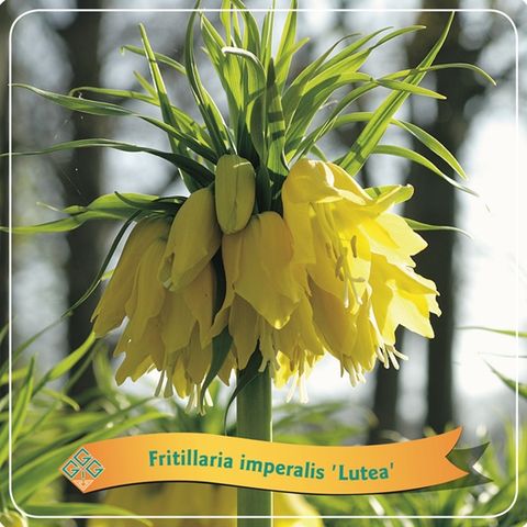 Fritillaria imperialis 'Lutea'