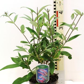 Buddleja davidii 'Пинк Делайт'