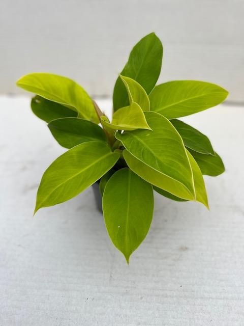 Filodendro scandens 'Lemon Lime'