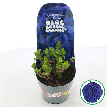 Hydrangea macrophylla MUSIC COLLECTION BLUE BOOGIEWOOGIE