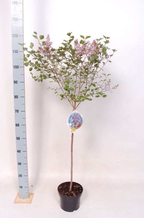 Syringa meyeri 'Palibin'