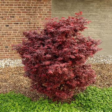 Acer palmatum 'Little Red'