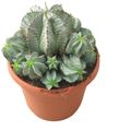 Euphorbia horrida alba