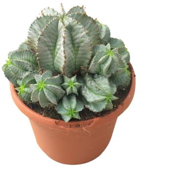 Euphorbia horrida alba