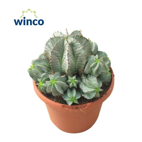 Euphorbia horrida alba