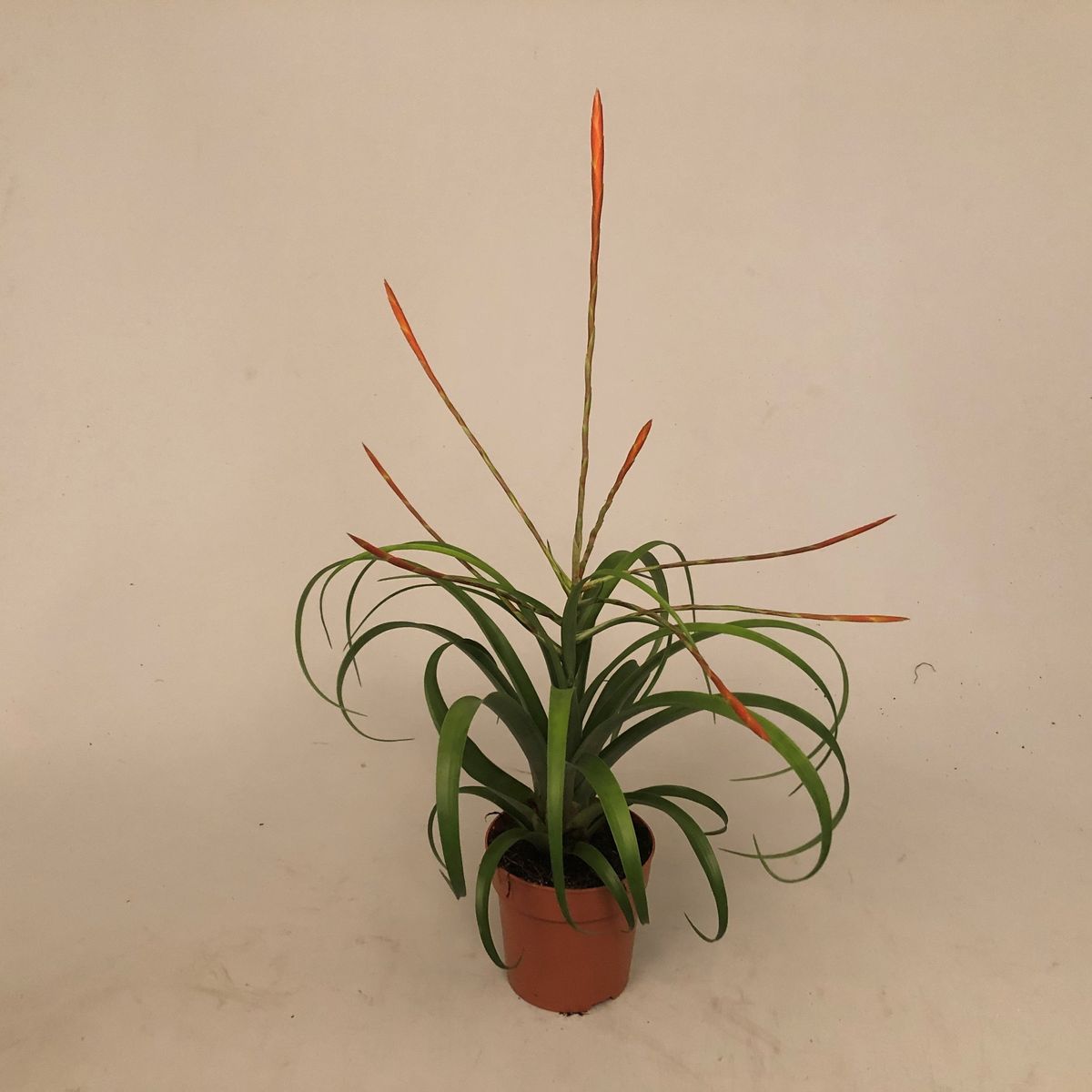 Tillandsia flabellata — Plant Wholesale FlorAccess