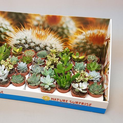 Succulents MIX (Ubink)