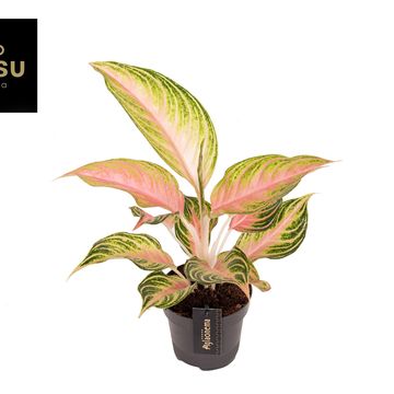 Aglaonema 'Eyecatcher'