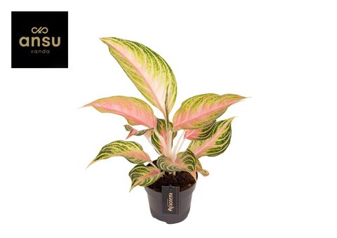 Aglaonema 'Eyecatcher'