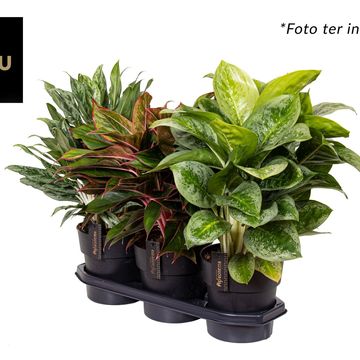 Aglaonema MIX