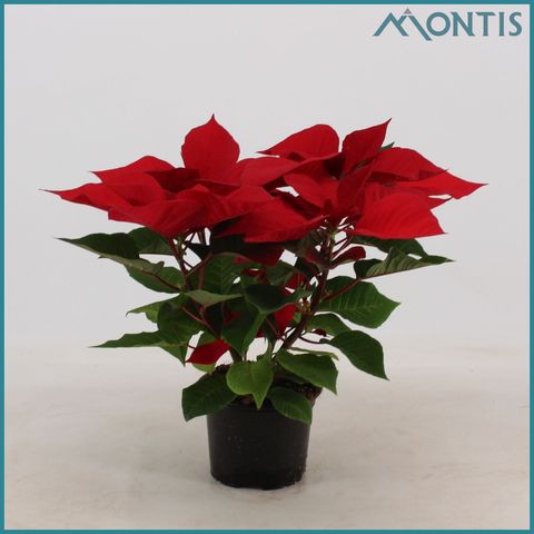 Euphorbia pulcherrima MARS IMPROVED RED