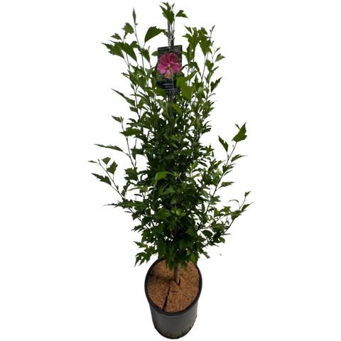 Hibiscus syriacus FLOWER TOWER RUBY