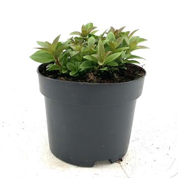 Veronica spicata 'Ulster Dwarf Blue'