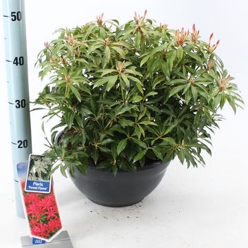 Pieris 'Forest Flame'