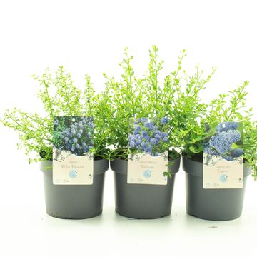 Ceanothus MIX