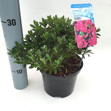 Rhododendron 'Anne Frank' (AJ)