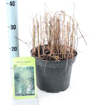 Panicum virgatum 'Rehbraun'