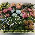 Hydrangea macrophylla HOVARIA MIX