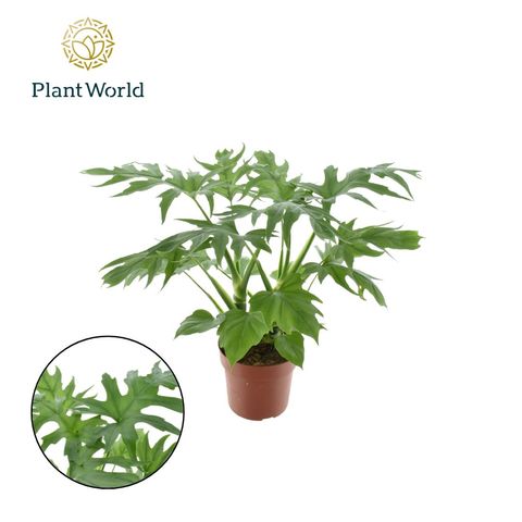 Philodendron warszewiczii