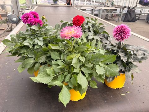 Dahlia DALINA MIX