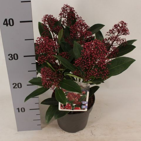 Skimmia japonica 'Rubella'