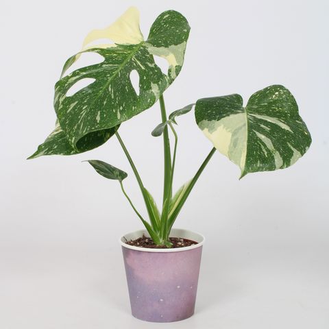 Monstera 'Thai Constellation'