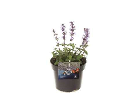 Nepeta 'Cats Pajamas'