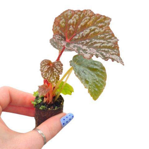 Begonia LUNAR LIGHTS LITTLE MOON