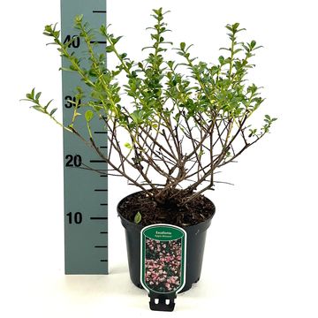 Escallonia 'Apple Blossom'