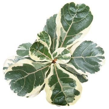 Ficus lyrata 'Variegata'