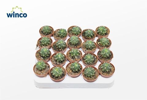 Echinofossulocactus coptonogonus