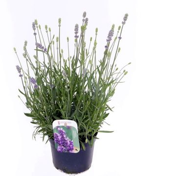 Lavandula angustifolia 'Munstead'