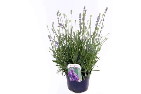 Lavandula angustifolia 'Munstead'
