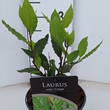 Laurus nobilis 'Crispa'