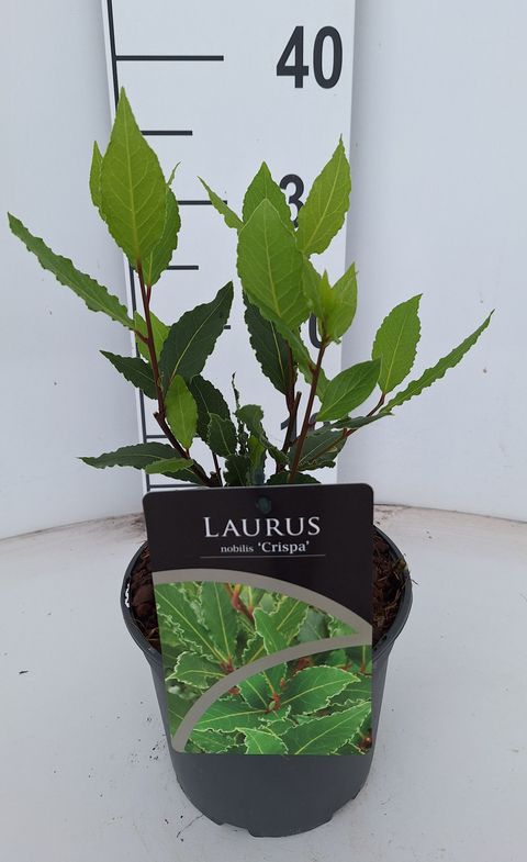 Laurus nobilis 'Crispa'