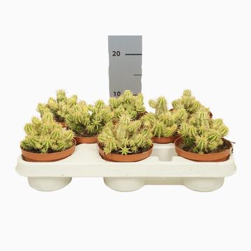 Euphorbia aggregata variegata