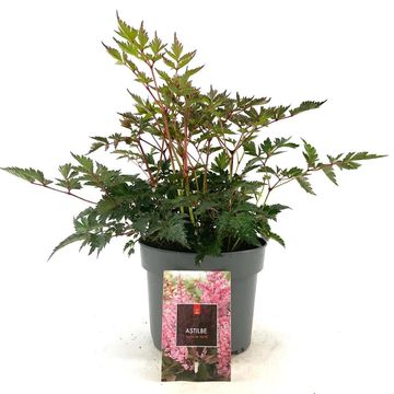 Astilbe 'Hennie Graafland'