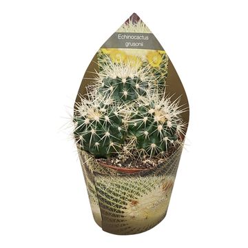 Echinocactus grusonii