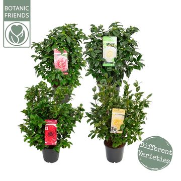 Camellia japonica MIX