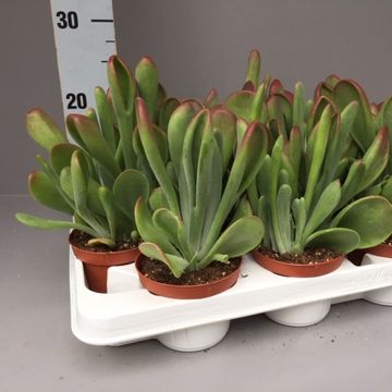 Kalanchoe luciae 'Oricula'